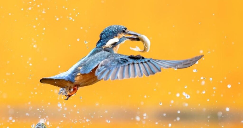 Imagen de un ave pescadora pescando un pez.