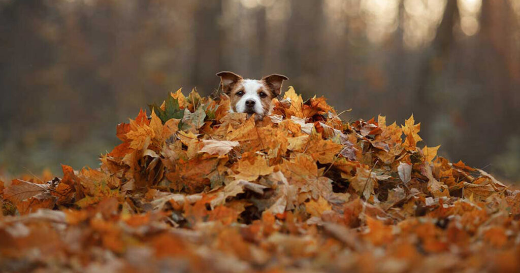 Perro escondido entre hojas secas de otoño.