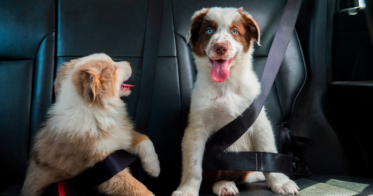 perros con cinturón de seguridad