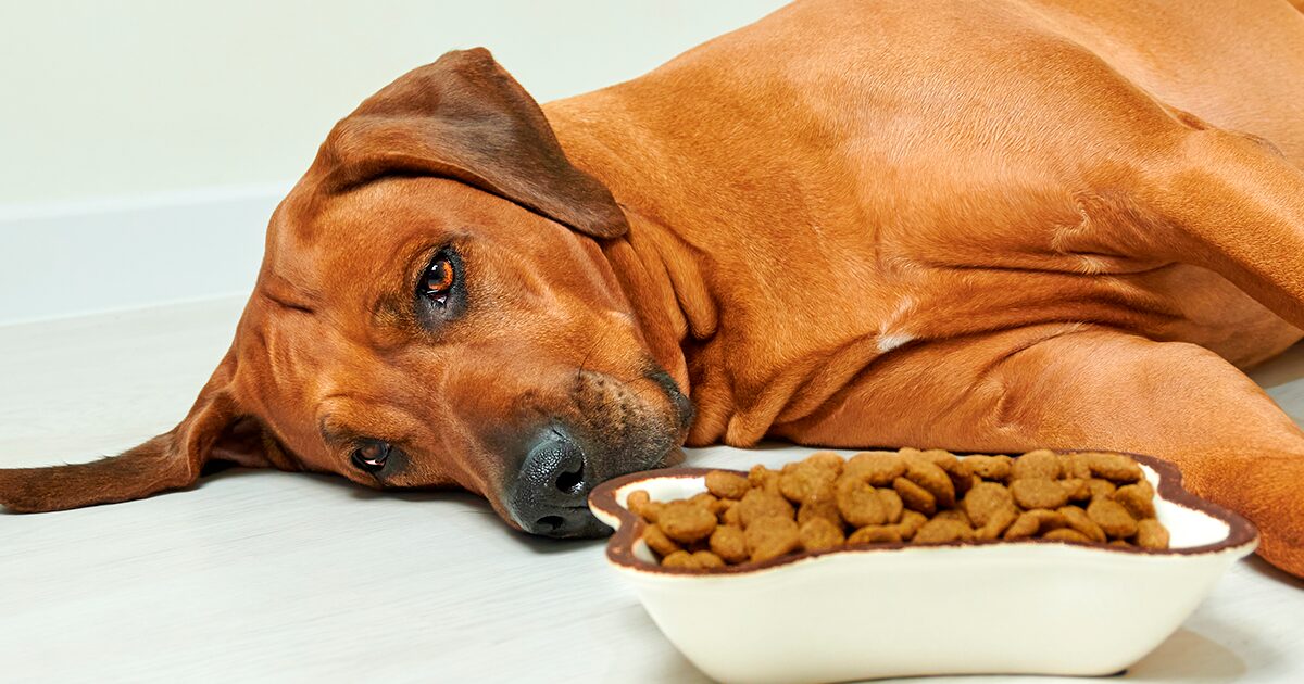 perro cansado de comer pienso