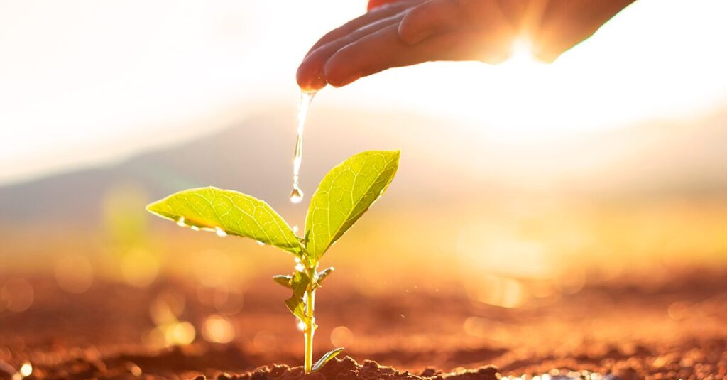 Imagen ilustrativa de una persona regando una planta