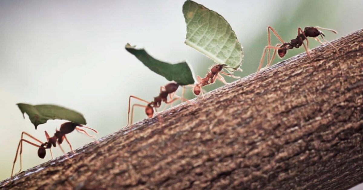 hormigas trabajando juntas