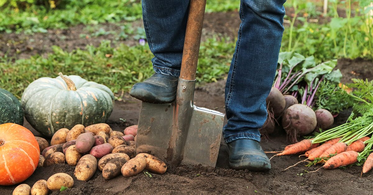 una persona con una cosecha recién hecha de diferentes verduras