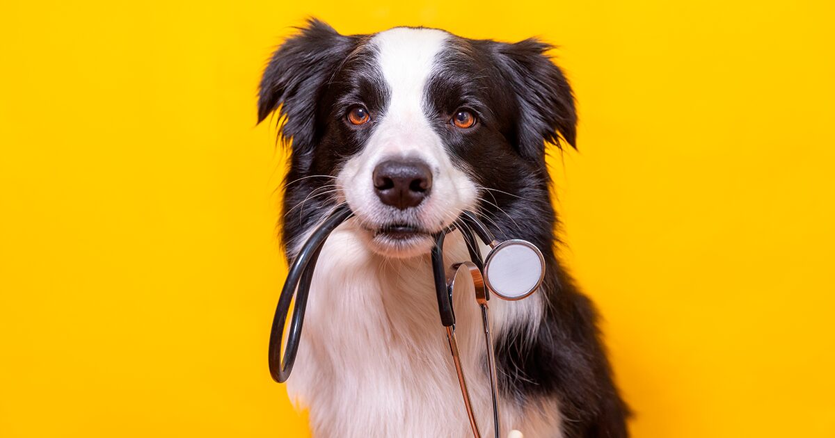 imagen de un perro con un estetoscopio